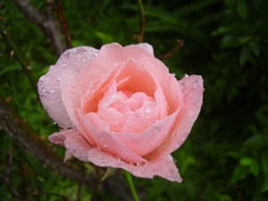 2008年 庭の薔薇