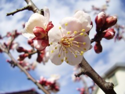 庭の梅の花
