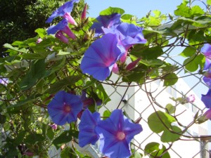 2008年10月19日の神戸の朝顔